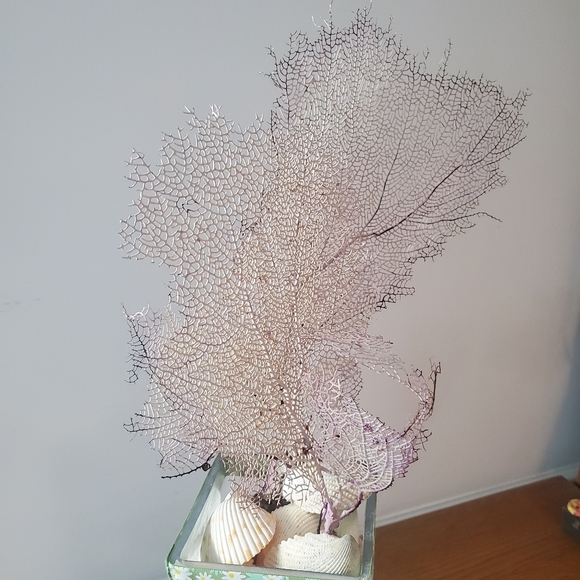 Natural Gorgonian Corals - Picture 6 of 7